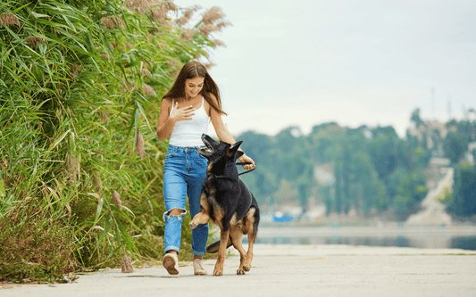 Top 5 meilleurs parcs pour promener son chien à Paris