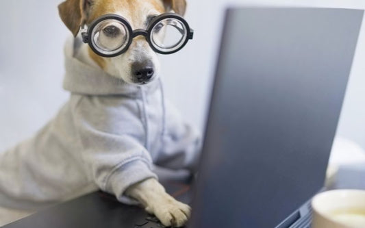 Stimulez l'esprit de votre chien : Le secret d'un compagnon épanoui