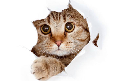Alimentation lente pour chat : 5 astuces éprouvées pour ralentir son repas et prévenir l’embonpoint