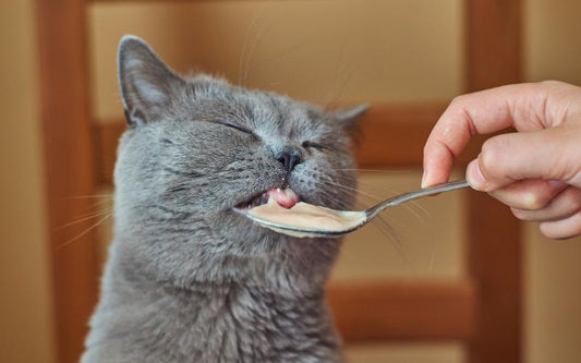 5 des astuces alimentaires pour chat gourmand : Régulez son alimentation